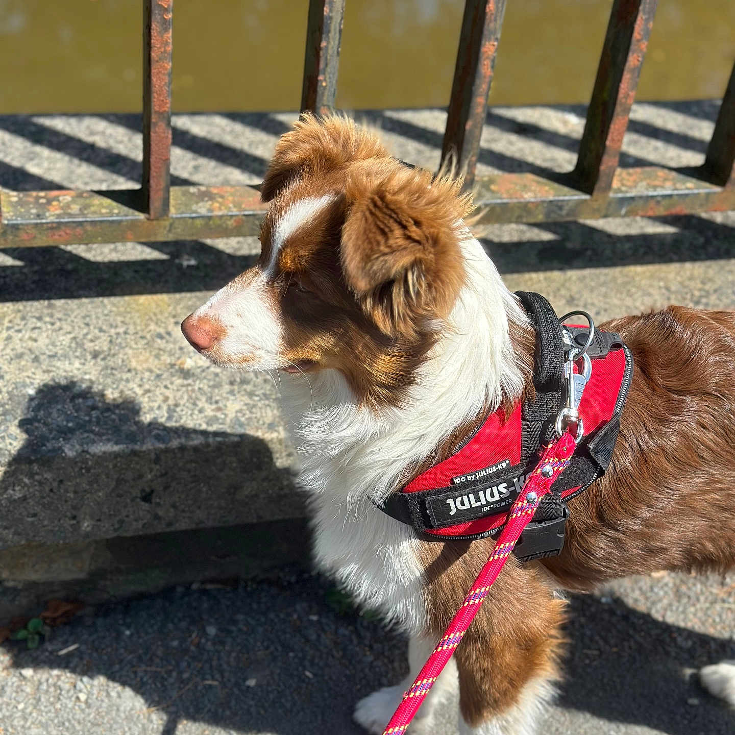 Volt a rejoint le concours — aidez-le/la à gagner de superbes lots ! accessories, animal, canine, cockerspaniel, collar, collie, dog, handrail, harness, hound, husky, leash, outdoors, path, pet, puppy, rope, slate, strap, terrier