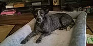 Millie is registered to the contest to win money with this photo: black_dog, books, box, cabinet, carpet, cozy, decor, dog, dog_bed, furniture, globe, home, indoor, living_room, pet, relaxed, resting, television, watching, wood_floor