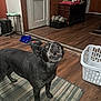 Millie is registered to the contest to win money with this photo: animal, black_dog, cabinet, curious, decor, dog, door, floor, food_bowl, grinch_decoration, home_interior, household, indoor, laundry_basket, looking_up, mouth_open, pet, rug, table, wooden_floor