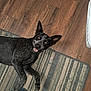 Millie joined the competition — help win amazing prizes! black_dog, canine, companion, dallas_cowboys, dog, domestic_animal, ears, flooring, footwear, happy, home, indoor, looking_up, paws, pet, playful, slippers, smiling, striped_rug, wooden_floor
