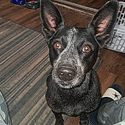 Millie is registered to the contest to win money with this photo: alert, black_dog, brown_eyes, camo_pants, canine, close_up, companion, dog, domestic_animal, ears_up, flooring, home, indoor, large_ears, laundry_basket, looking_up, pet, slipper, striped_rug, wooden_floor