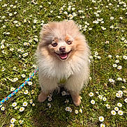 Leo joined the competition — help win amazing prizes! dog, pomeranian, fluffy, grass, daisies, flower, outdoor, pet, leash, happy, smiling, nature, greenery, sunlight, animal, cute, small_dog, sitting, daytime, closeup