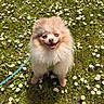 dog, pomeranian, fluffy, grass, daisies, flower, outdoor, pet, leash, happy, smiling, nature, greenery, sunlight, animal, cute, small_dog, sitting, daytime, closeup