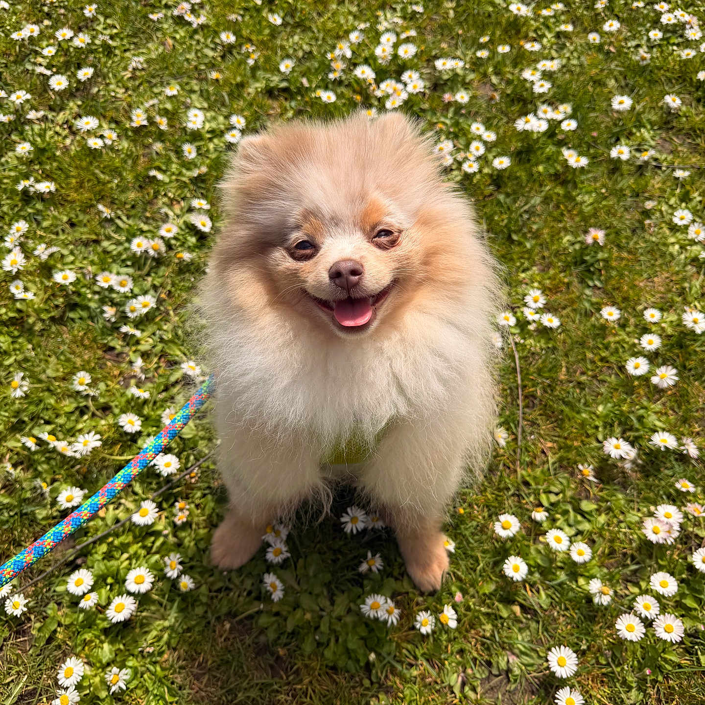 Leo joined the competition — help win amazing prizes! dog, pomeranian, fluffy, grass, daisies, flower, outdoor, pet, leash, happy, smiling, nature, greenery, sunlight, animal, cute, small_dog, sitting, daytime, closeup