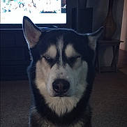 Demon joined the competition — help win amazing prizes! dog, siberian_husky, husky, pet, indoor, carpet, television, furniture, vase, side_table, chain_collar, close_up, portrait, fur, black_and_white_fur, ears, nose, sitting, one_eye_closed, expression