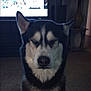 dog, siberian_husky, husky, pet, indoor, carpet, television, furniture, vase, side_table, chain_collar, close_up, portrait, fur, black_and_white_fur, ears, nose, sitting, one_eye_closed, expression