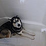Demon joined the competition — help win amazing prizes! dog, husky, siberian_husky, bathtub, tub, bathroom, tiled_wall, white, blue_eyes, paws, fur, pet, indoor, looking_up, lying_down, guilty_expression, portrait, companion_animal, resting, home