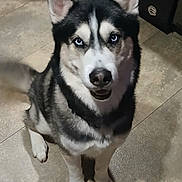 Demon joined the competition — help win amazing prizes! dog, husky, siberian_husky, pet, canine, blue_eyes, sitting, indoor, tile_floor, floor, fur, ears, paws, tail, looking_up, portrait, staring, household, kitchen, shadow