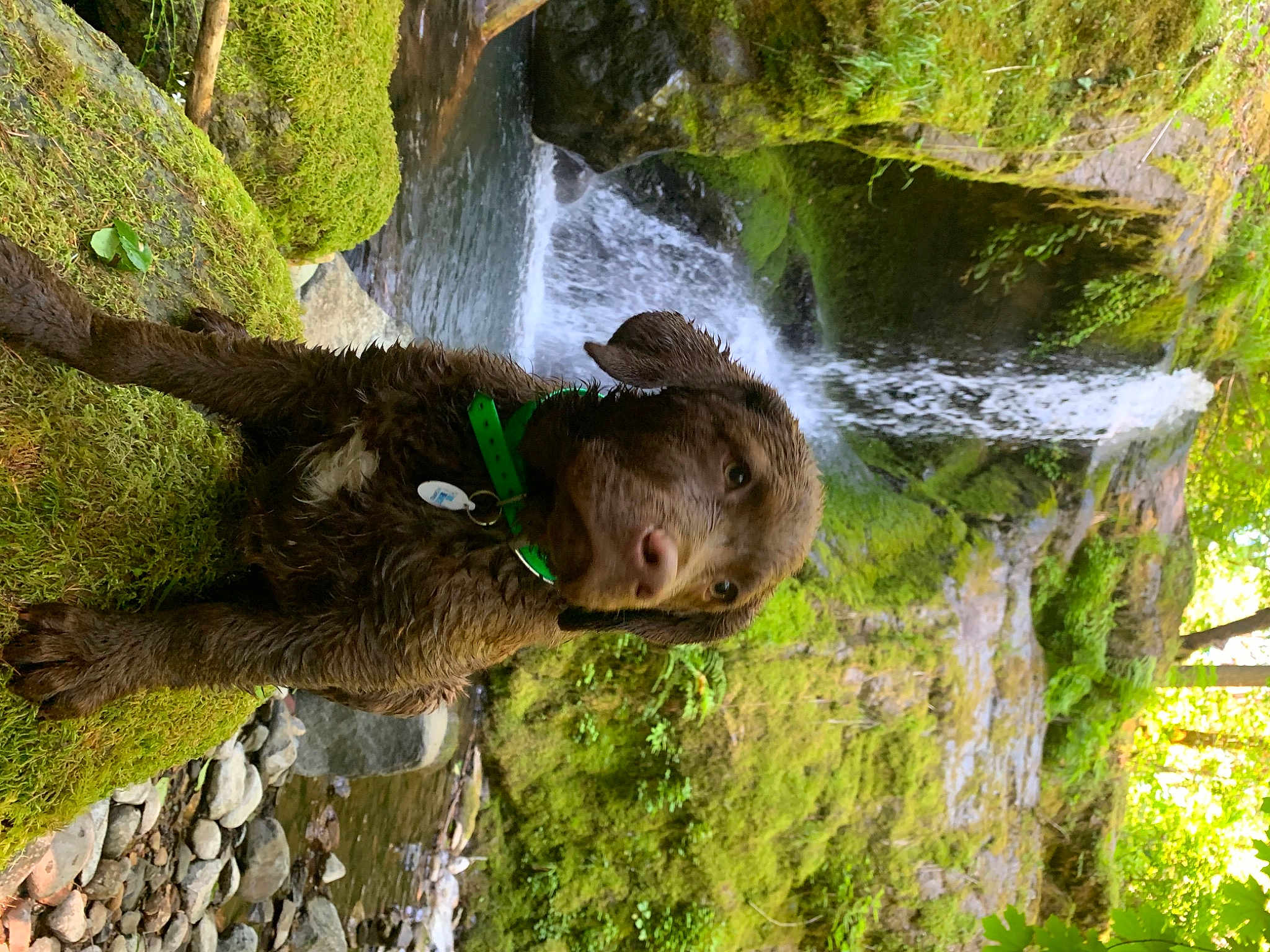 Gauge