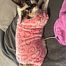 Réglisse a rejoint le concours — aidez-le/la à gagner de superbes lots ! cat, calico_cat, pet, animal, blanket, pink_blanket, hearts, wrapped, couch, pillow, indoor, home, lounging, lying_down, wide_eyes, whiskers, tail, fur, cute, portrait
