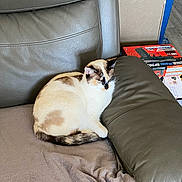 Réglisse participe au concours pour gagner de l'argent avec cette photo : cat, calico_cat, sleepy, sitting, curled_up, indoor, recliner, leather_chair, blanket, cozy, pet, feline, cream_fur, dark_patches, blue_eyes, tail, living_room, furniture, relaxed, portrait