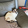 cat, calico_cat, sleepy, sitting, curled_up, indoor, recliner, leather_chair, blanket, cozy, pet, feline, cream_fur, dark_patches, blue_eyes, tail, living_room, furniture, relaxed, portrait