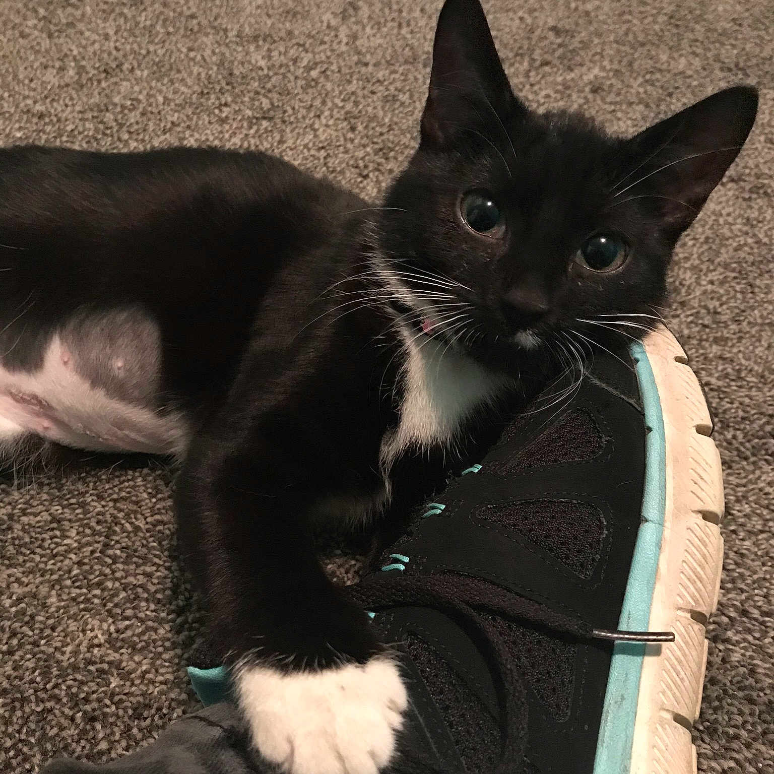Matilda joined the competition — help win amazing prizes! asian, black_and_white, black_cat, carnivore, cat, domestic_short_haired_cat, felidae, fur, german_rex, kitten, mammal, polydactyl_cat, small_to_medium_sized_cats, tail, vertebrate, whiskers