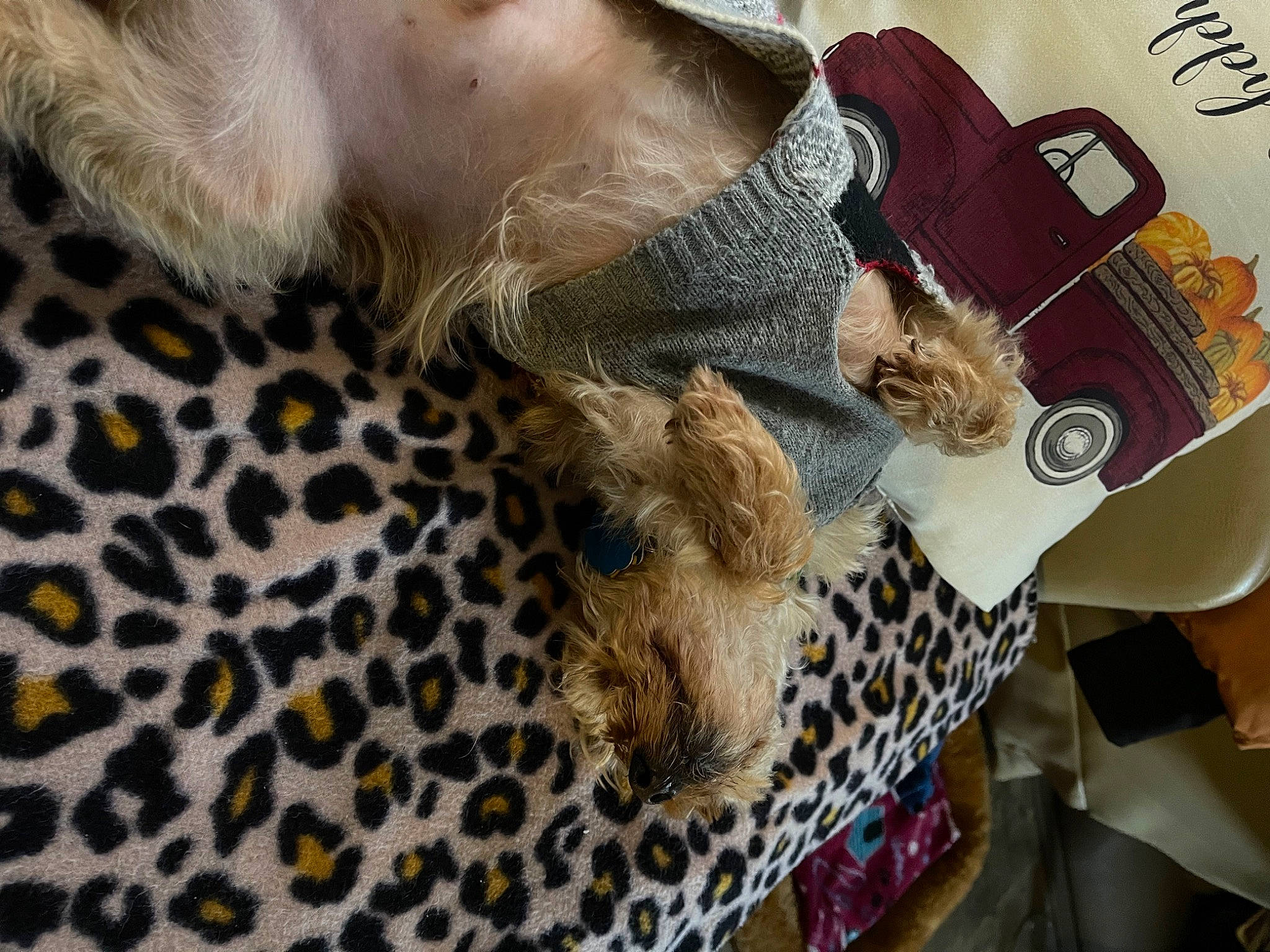 Cody joined the competition — help win amazing prizes! big_cats, cheetah, eyewear, fashion_accessory, fawn, feather, felidae, fur, giraffe, hat, hide, human_leg, leopard, mammal, pattern, small_to_medium_sized_cats, snout, terrestrial_animal, whiskers, wildlife