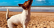 Vasco participe au concours pour gagner de l'argent avec cette photo : animal, beach, brown, canine, clouds, daytime, dog, happy, log, looking_up, nature, outdoor, pet, playful, sand, sky, sunlight, water, waves, white