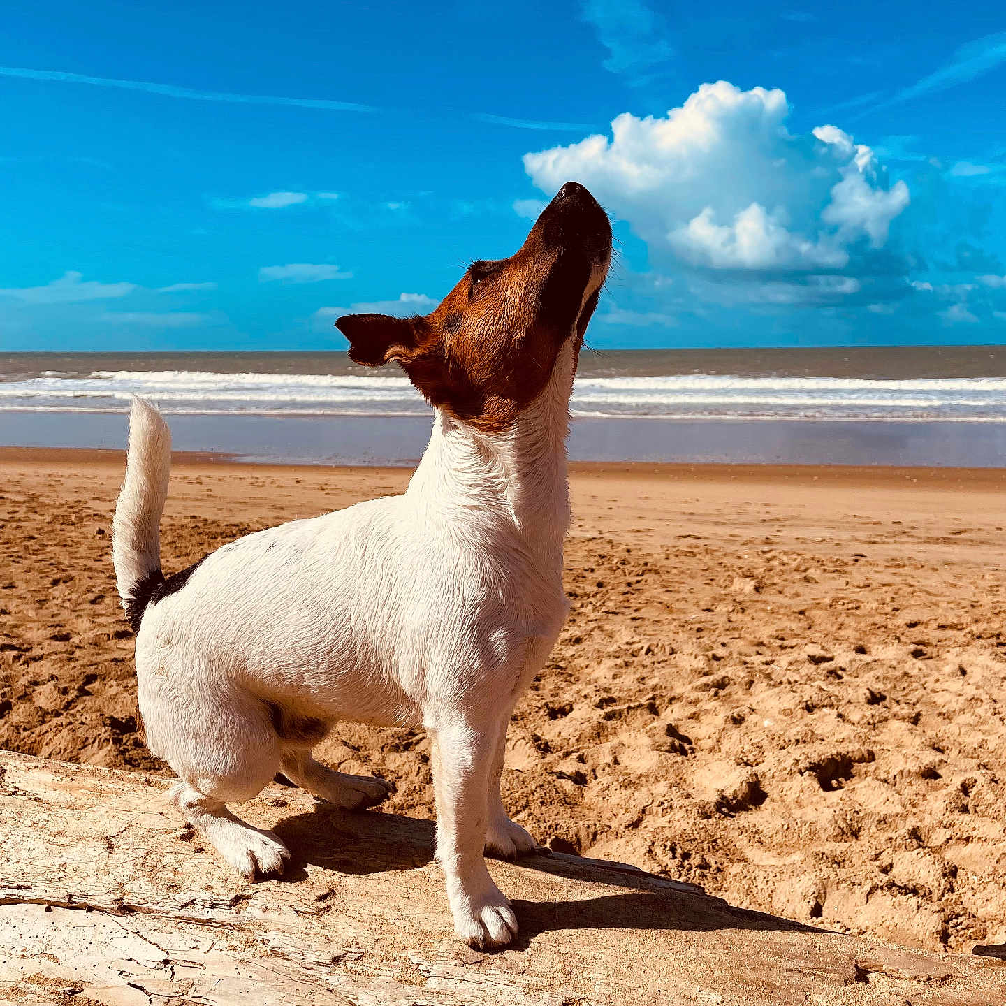 Vasco participe au concours pour gagner de l'argent avec cette photo : animal, beach, brown, canine, clouds, daytime, dog, happy, log, looking_up, nature, outdoor, pet, playful, sand, sky, sunlight, water, waves, white