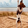 Vasco a rejoint le concours — aidez-le/la à gagner de superbes lots ! animal, beach, black, brown, clouds, dog, fun, fur, grass, harness, nature, ocean, outdoor, paws, pet, playful, sand, sky, standing, white