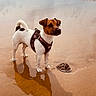 Vasco participe au concours pour gagner de l'argent avec cette photo : animal, beach, canine, cloudy_sky, coast, dog, harness, nature, outdoor, pet, reflection, sand, sea, shore, small_dog, summer, vacation, walking, water, wet_sand