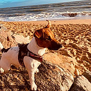 Vasco participe au concours pour gagner de l'argent avec cette photo : animal, beach, canine, coast, curious, daytime, dog, harness, jack_russell_terrier, nature, ocean, outdoor, pet, rock, sand, sky, small_dog, sunlight, water, waves