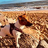 animal, beach, canine, coast, curious, daytime, dog, harness, jack_russell_terrier, nature, ocean, outdoor, pet, rock, sand, sky, small_dog, sunlight, water, waves