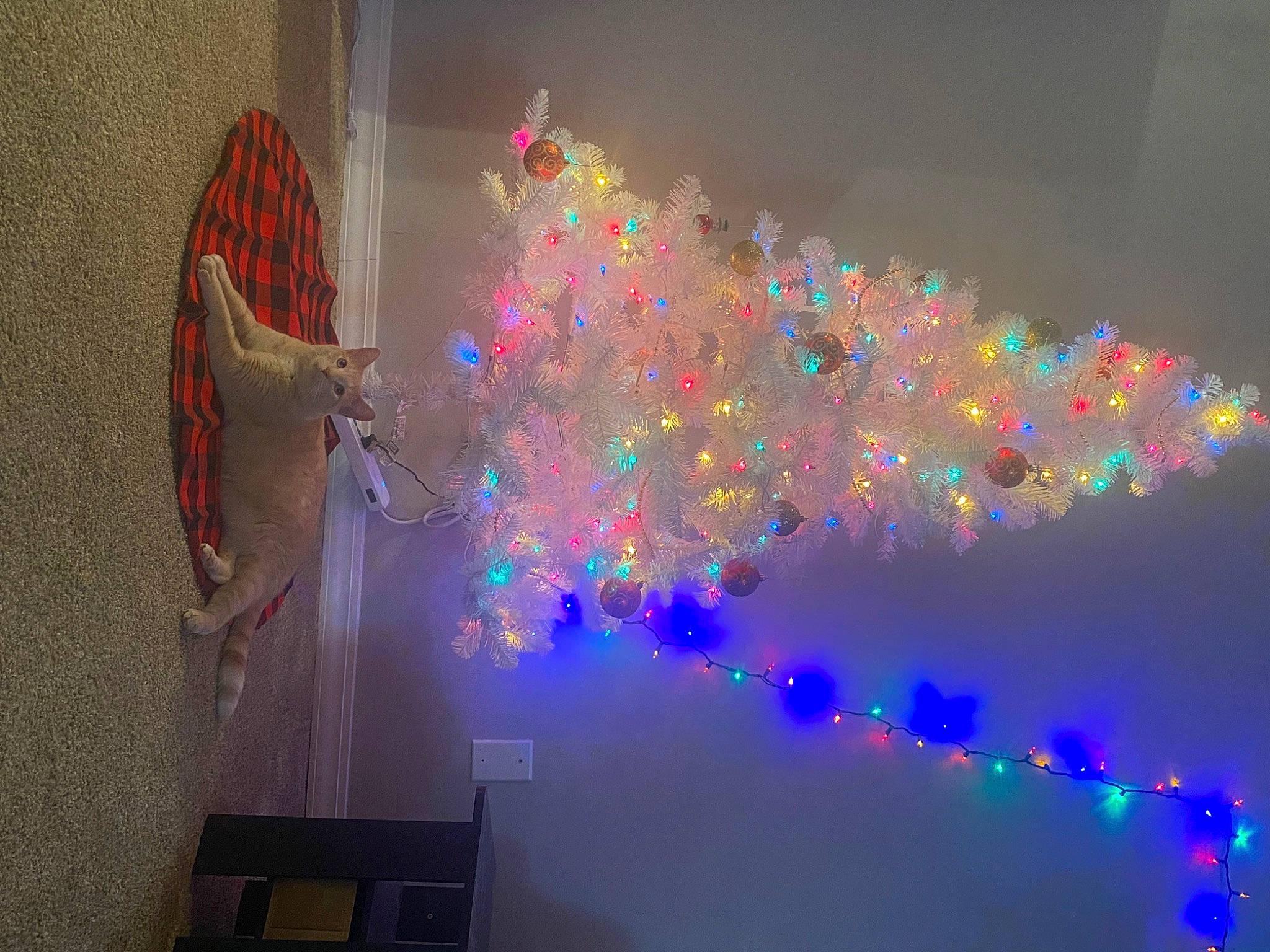 Cupid is registered to the contest to win money with this photo: art, darkness, electric_blue, electricity, entertainment, event, fun, glass, holiday, magenta, midnight, night, plant, purple, room, space, tree, visual_arts, visual_effect_lighting, window