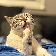 Vénus participe au concours pour gagner de l'argent avec cette photo : cat, tongue, paw, grooming, fluffy, white, gray, closed_eyes, cozy, blanket, indoor, pet, cute, feline, relaxed, resting, soft, closeup, animal, whiskers