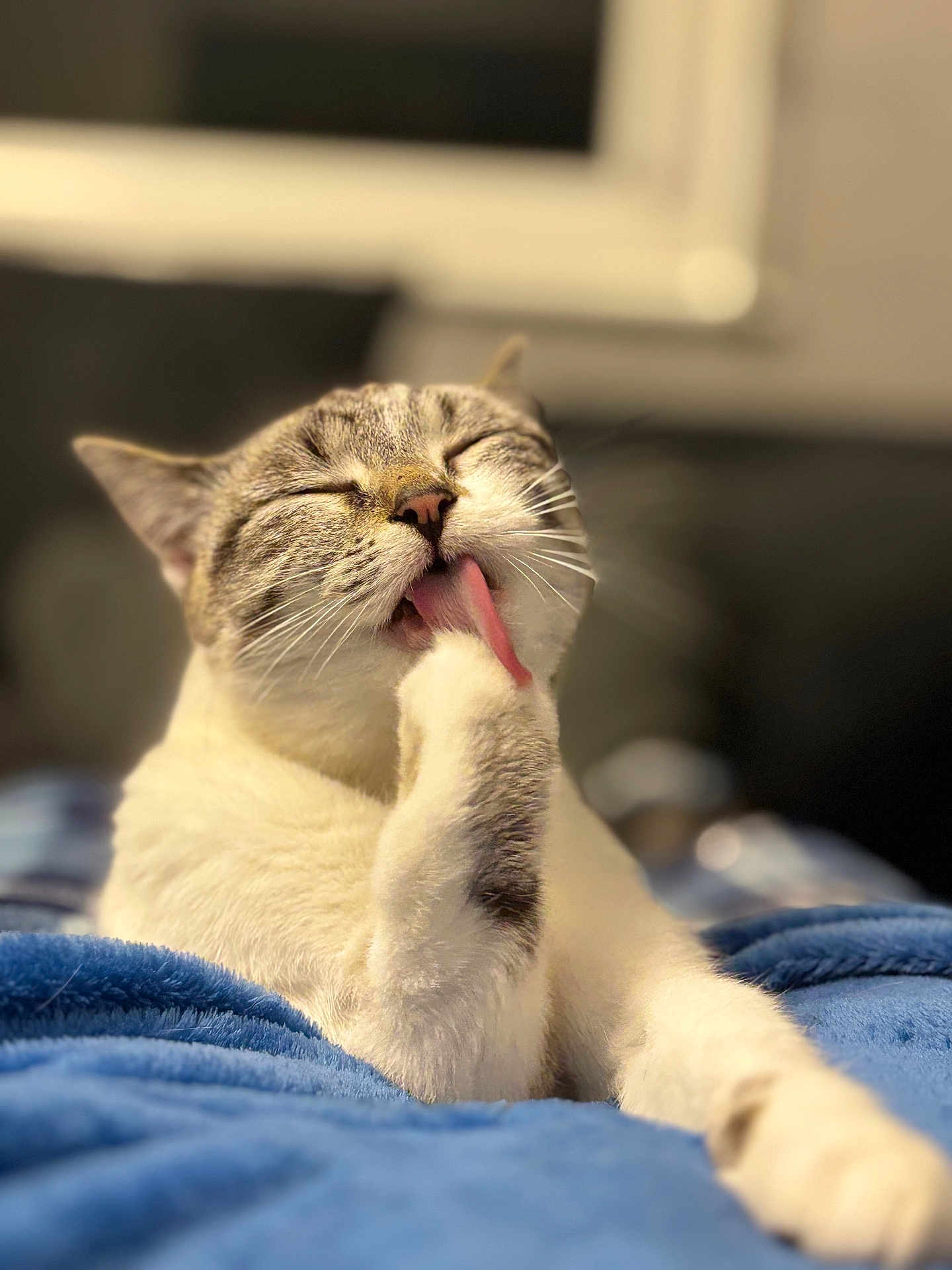 Vénus participe au concours pour gagner de l'argent avec cette photo : cat, tongue, paw, grooming, fluffy, white, gray, closed_eyes, cozy, blanket, indoor, pet, cute, feline, relaxed, resting, soft, closeup, animal, whiskers
