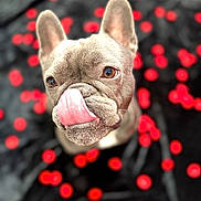 Louis joined the competition — help win amazing prizes! adorable, animal, blurred_background, brown_eyes, close_up, cute, dog, ears, expression, french_bulldog, fur, indoor, looking_up, muzzle, pet, playful, portrait, red_dots, snout, tongue
