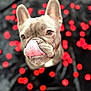 adorable, animal, blurred_background, brown_eyes, close_up, cute, dog, ears, expression, french_bulldog, fur, indoor, looking_up, muzzle, pet, playful, portrait, red_dots, snout, tongue