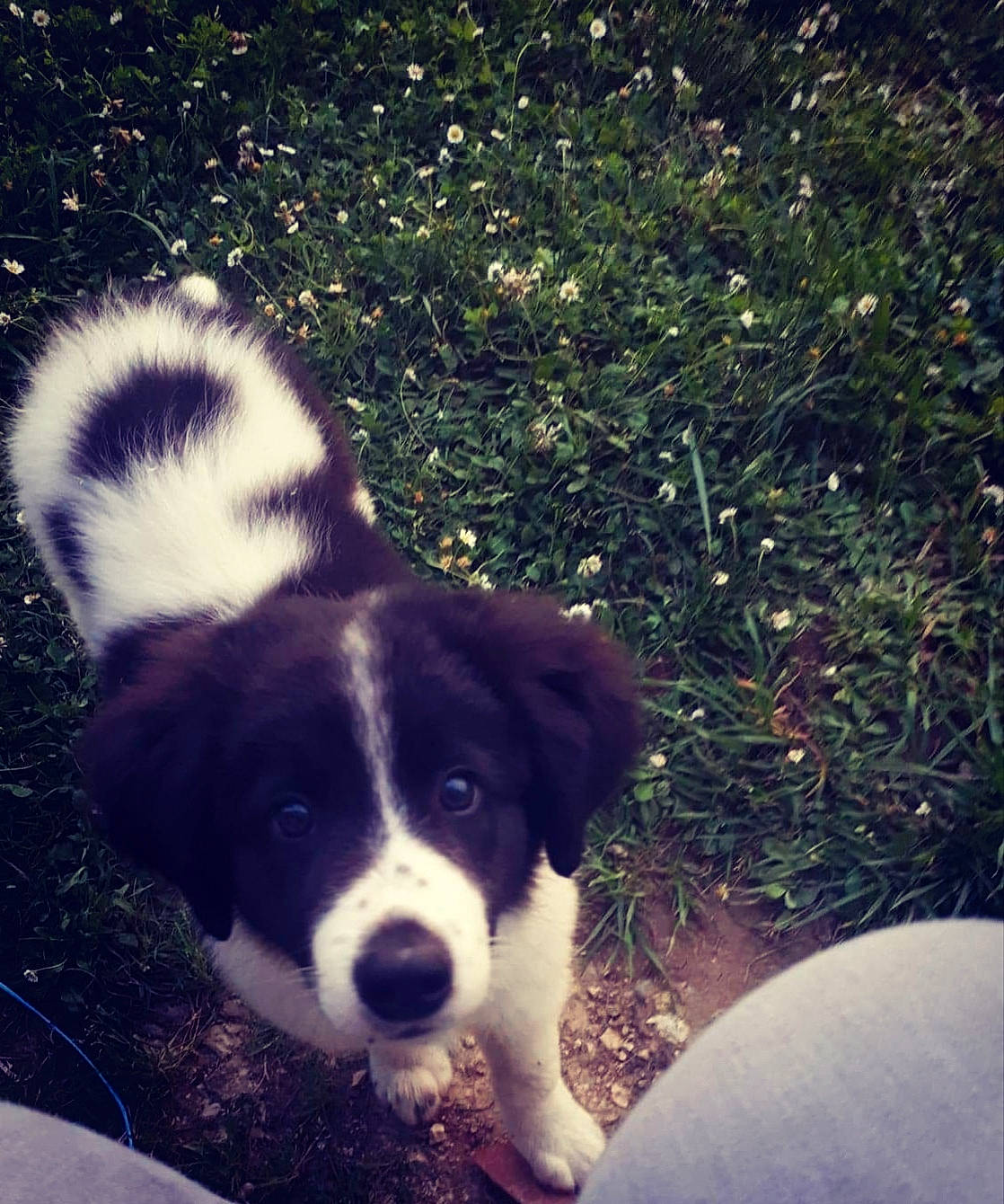 Baloo a rejoint le concours — aidez-le/la à gagner de superbes lots ! border_collie, canidae, carnivore, companion_dog, dog, dog_breed, fur, grass, herding_dog, plant, snout, sporting_group, sunlight, tail, terrestrial_animal, tints_and_shades, tree, whiskers, working_animal, working_dog