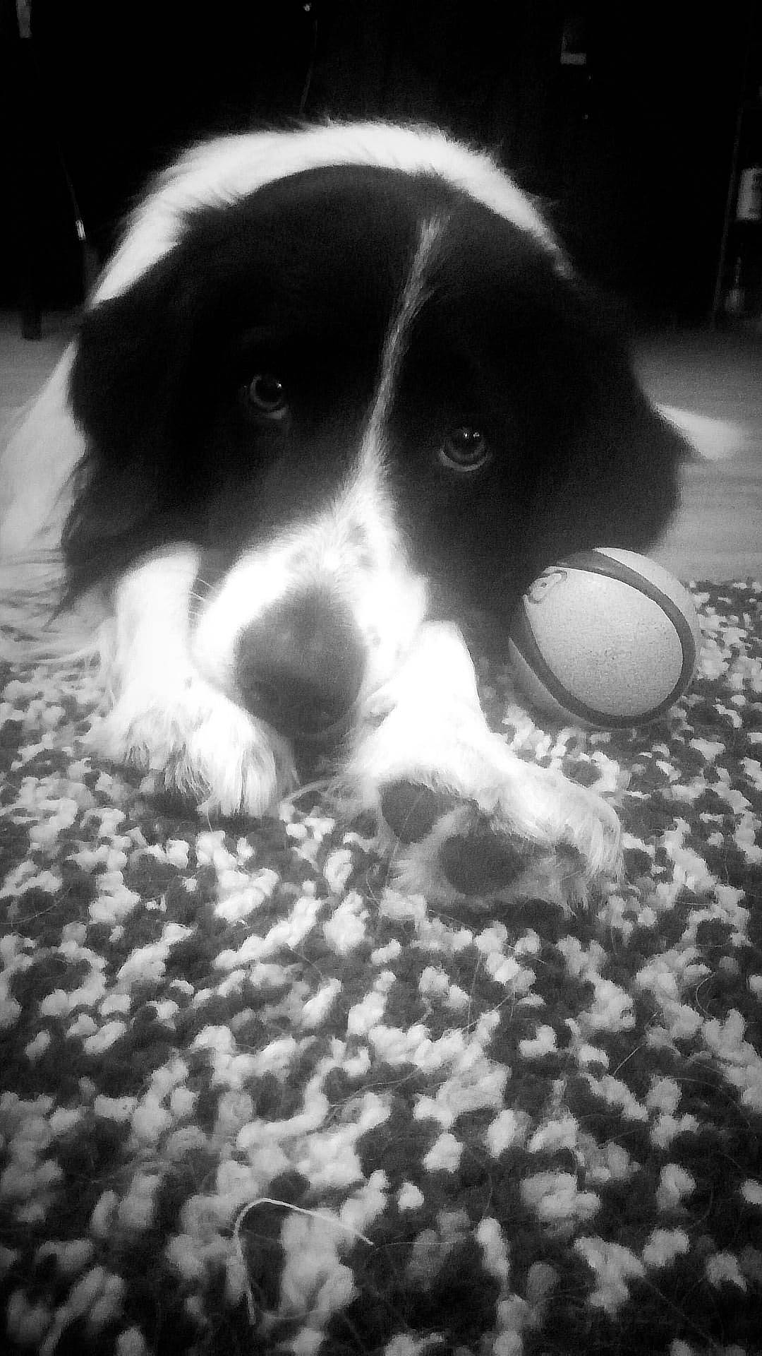 Baloo participe au concours pour gagner de l'argent avec cette photo : ball, bored, canidae, carnivore, companion_dog, darkness, dog, dog_breed, flooring, monochrome, monochrome_photography, snout, sporting_group, terrestrial_animal, whiskers