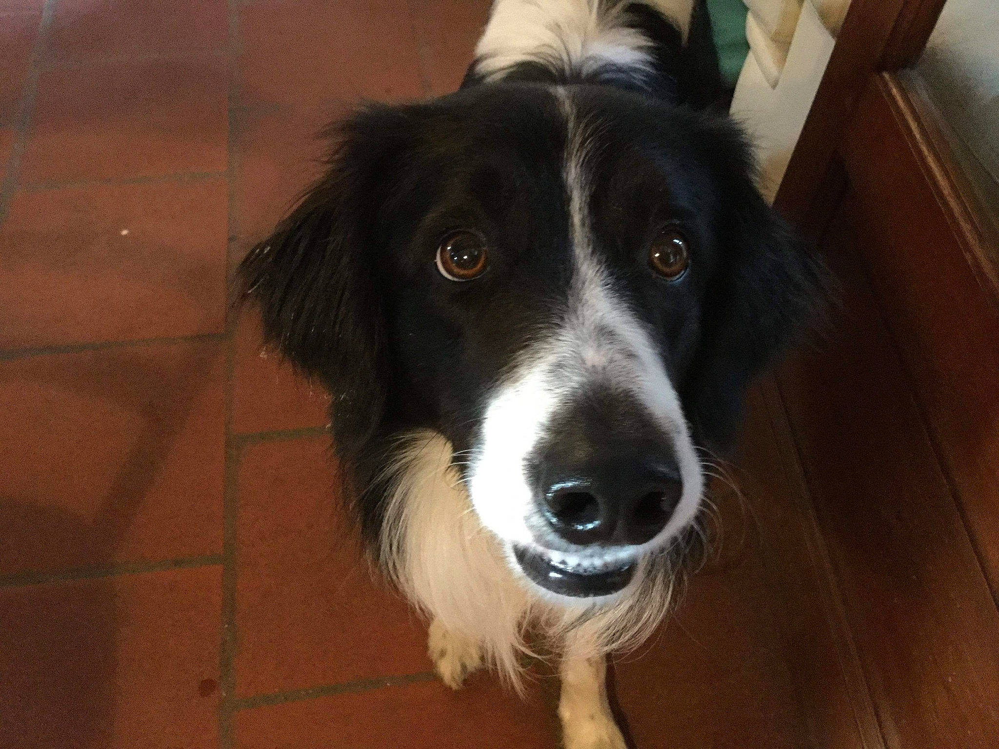 Baloo a rejoint le concours — aidez-le/la à gagner de superbes lots ! australian_collie, borador, border_collie, canidae, carnivore, chair, companion_dog, dog, dog_breed, eye, flooring, fur, hardwood, herding_dog, snout, sporting_group, terrestrial_animal, whiskers, wood, working_dog