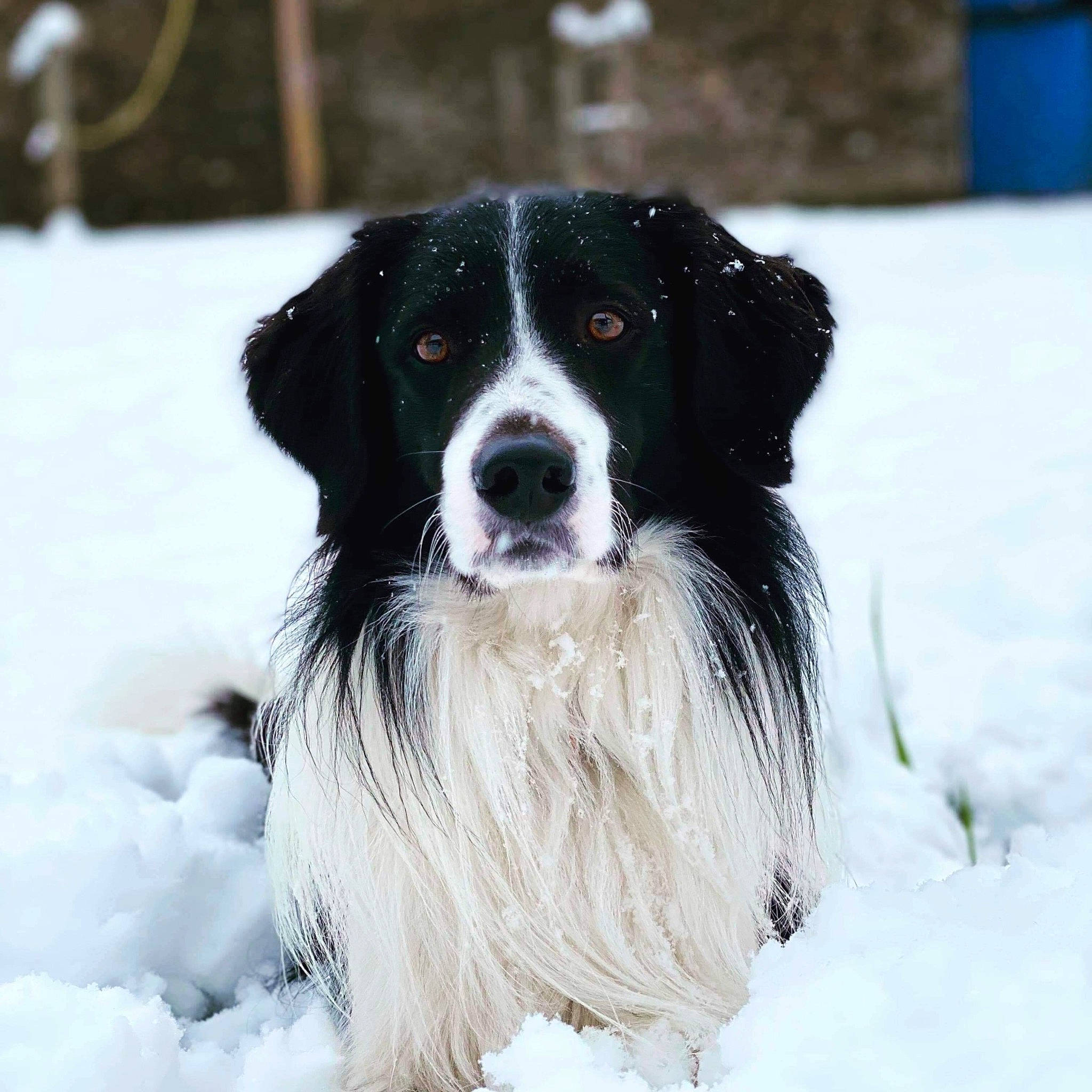 Baloo participe au concours pour gagner de l'argent avec cette photo : australian_collie, border_collie, carnivore, companion_dog, dog, dog_breed, freezing, fur, gun_dog, herding_dog, snow, sporting_group, whiskers, winter, working_dog