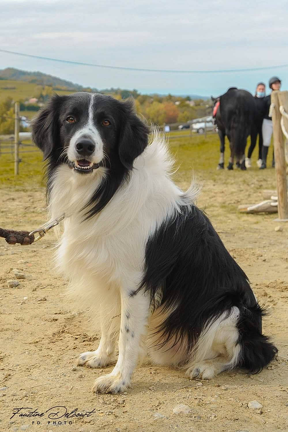 Baloo participe au concours pour gagner de l'argent avec cette photo : border_collie, carnivore, cloud, companion_dog, dog, dog_breed, fur, gun_dog, herding_dog, landscape, plant, sky, snout, soil, sporting_group, terrestrial_animal, working_animal, working_dog