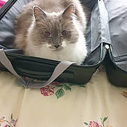 Bouboule participe au concours pour gagner de l'argent avec cette photo : cat, fluffy, suitcase, bed, indoor, pet, animal, curious, blue_eyes, feline, resting, travel, open_luggage, domestic, cute, fur, whiskers, ears, bedspread, relaxed