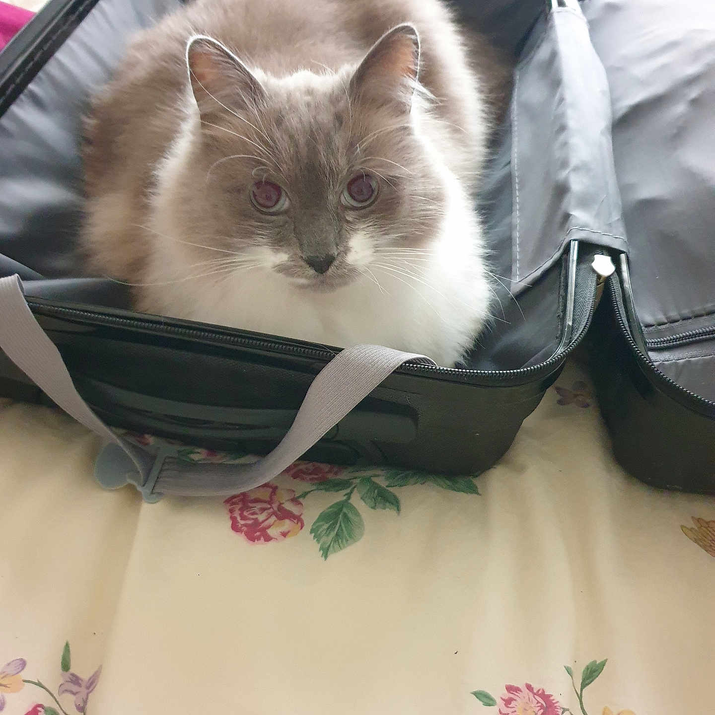 Bouboule participe au concours pour gagner de l'argent avec cette photo : cat, fluffy, suitcase, bed, indoor, pet, animal, curious, blue_eyes, feline, resting, travel, open_luggage, domestic, cute, fur, whiskers, ears, bedspread, relaxed