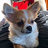 black_nose, brown_eyes, close_up, cushion, cute, dog, fluffy, indoors, lap, large_ears, pet, portrait, puppy, red_background, sitting, small_dog, sunlight, tan_fur, whiskers, white_fur