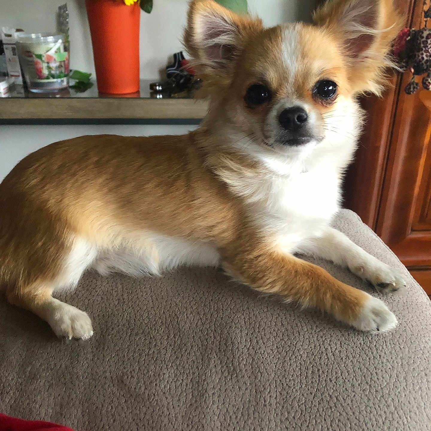 Athos a rejoint le concours — aidez-le/la à gagner de superbes lots ! dog, small_dog, chihuahua, fluffy, ears, lying_down, indoor, furniture, lamp, flower_vase, sunflowers, orange_vase, brown_fur, white_fur, curious, pet, cozy, table, decor, home