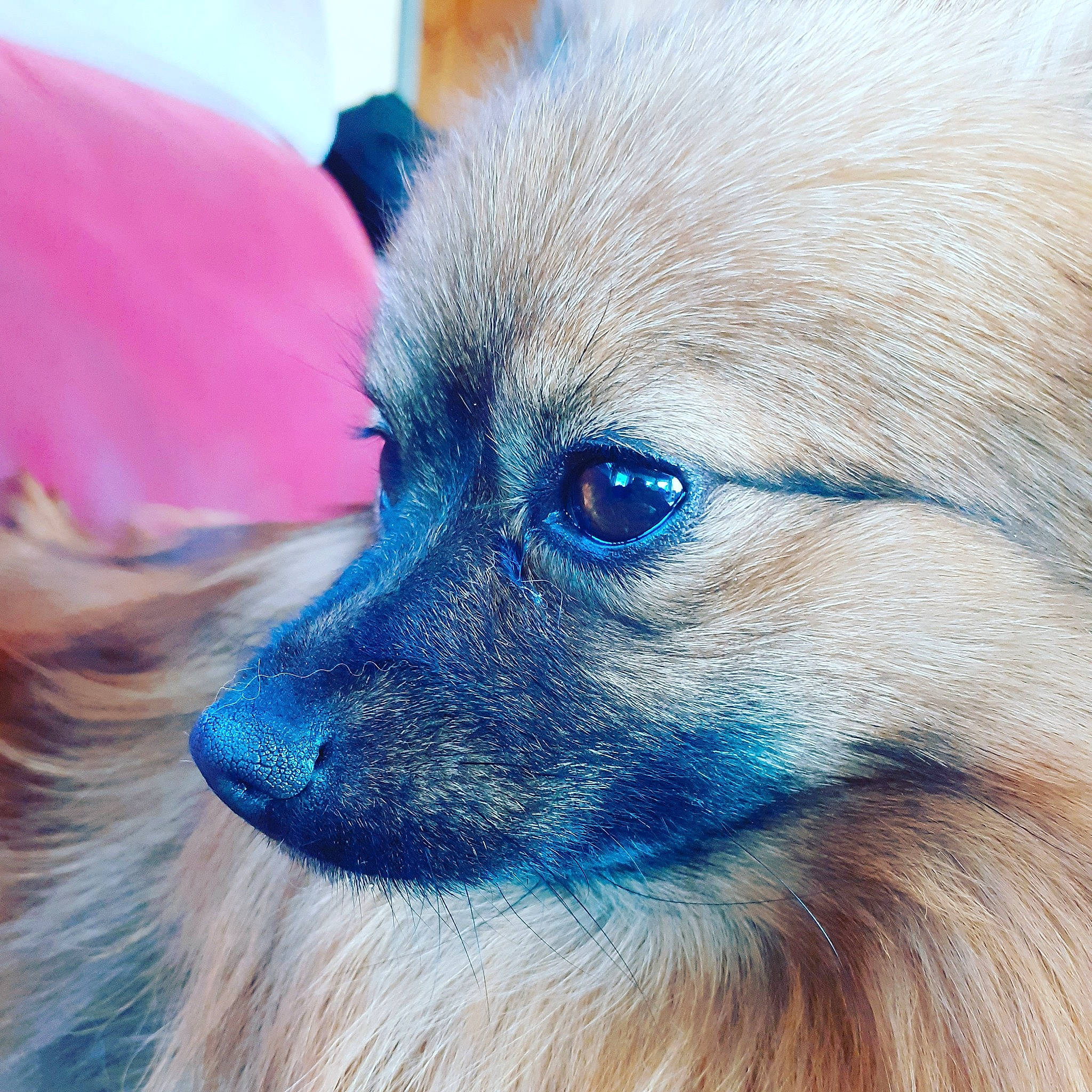 Only participe au concours pour gagner de l'argent avec cette photo : blue, canidae, carnivore, close_up, companion_dog, dog, dog_breed, eye, fur, german_spitz, german_spitz_klein, german_spitz_mittel, mammal, pomeranian, puppy, snout, spitz, toy_dog, vertebrate, whiskers