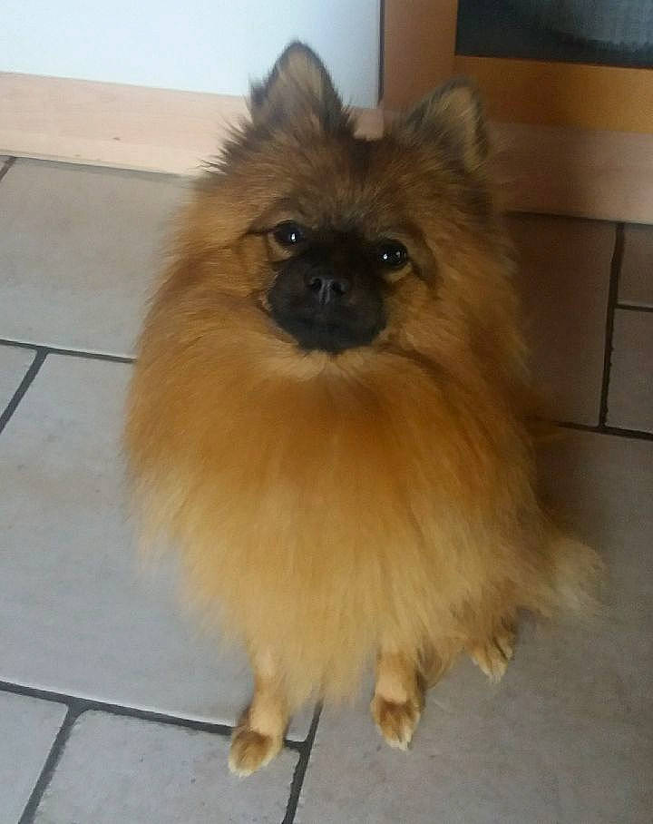 Only participe au concours pour gagner de l'argent avec cette photo : canidae, carnivore, companion_dog, dog, dog_breed, fawn, fur, german_spitz, german_spitz_klein, german_spitz_mittel, keeshond, mammal, non_sporting_group, pomeranian, snout, spitz, sporting_group, toy_dog, vertebrate, volpino_italiano