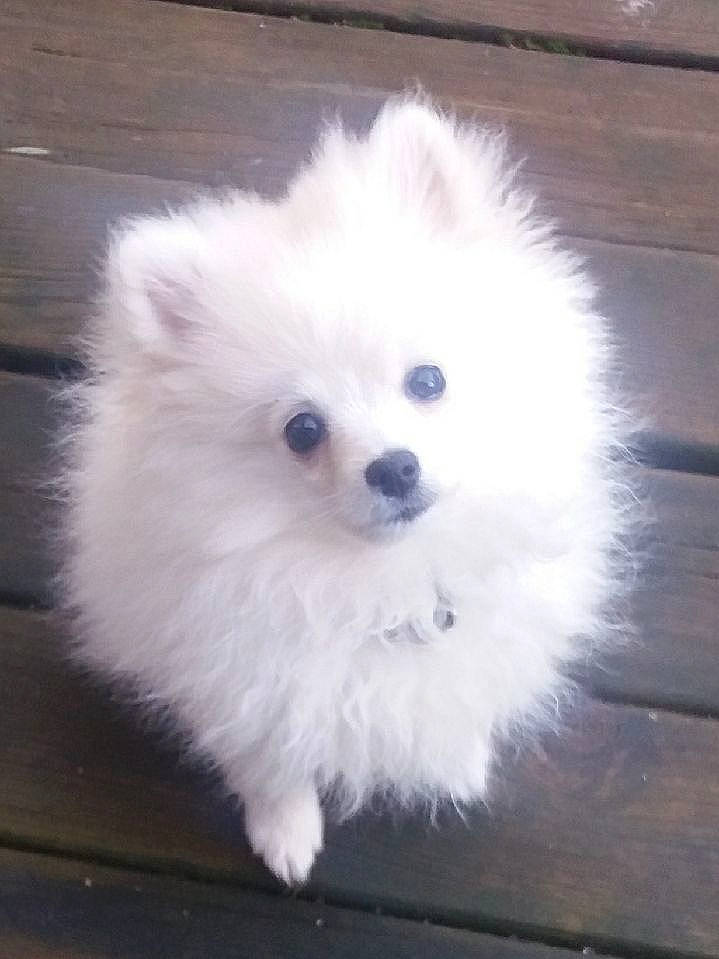 Plume participe au concours pour gagner de l'argent avec cette photo : canidae, carnivore, companion_dog, dog, dog_breed, german_spitz, german_spitz_klein, german_spitz_mittel, indian_spitz, japanese_spitz, mammal, pomeranian, puppy, samoyed, skin, snout, spitz, toy_dog, vertebrate, volpino_italiano