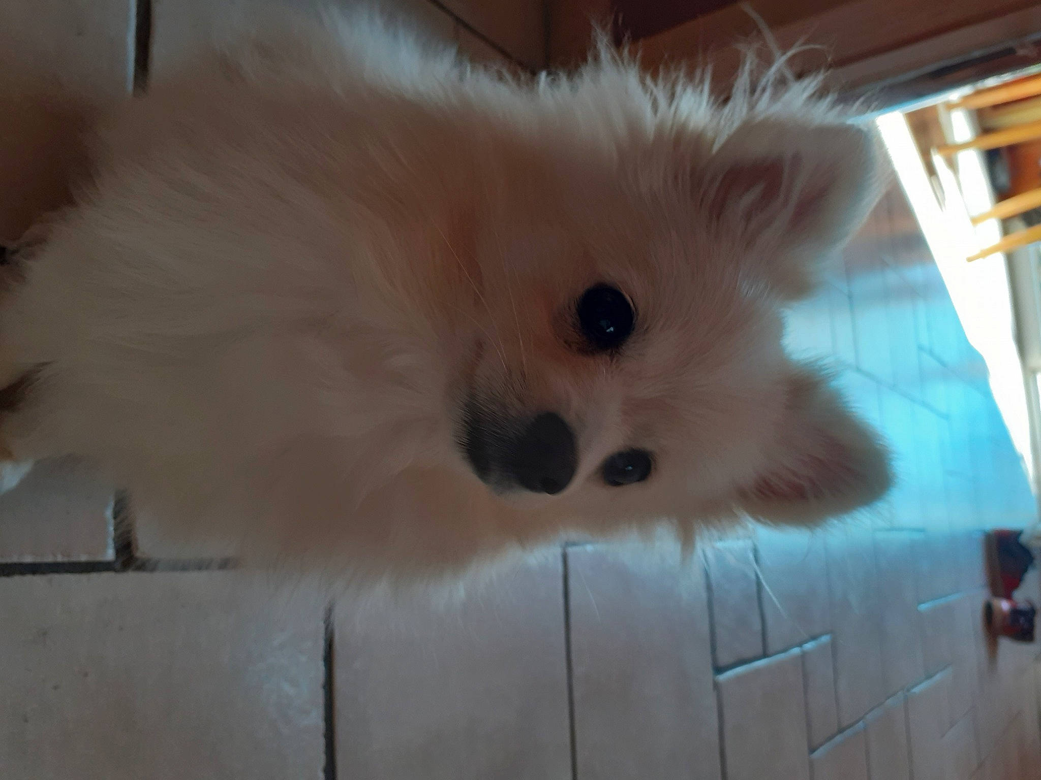 Plume a rejoint le concours — aidez-le/la à gagner de superbes lots ! canidae, carnivore, companion_dog, dog, dog_breed, fawn, german_spitz, german_spitz_klein, german_spitz_mittel, japanese_spitz, mammal, non_sporting_group, pomeranian, puppy, snout, spitz, sporting_group, toy_dog, vertebrate, volpino_italiano