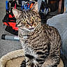 cat, tabby, pet, indoor, feline, yellow_eyes, fur, whiskers, tongue_out, cat_bed, carpet, tool_bag, tools, household, cozy, curious, sitting, close_up, domestic_animal, striped