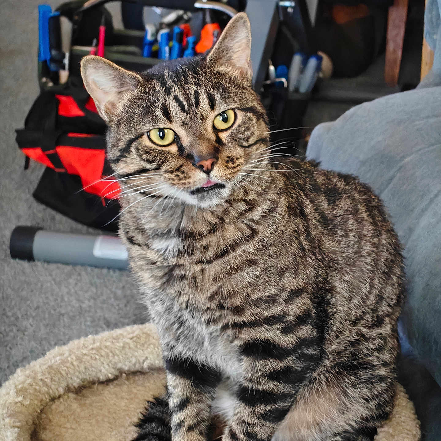 Oliver