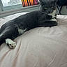 Missy joined the competition — help win amazing prizes! cat, gray_cat, white_paws, feline, pet, animal, bed, bedroom, indoor, lounging, lying_down, relaxed, staring, green_eyes, whiskers, ears, fur, window, painting, bedding