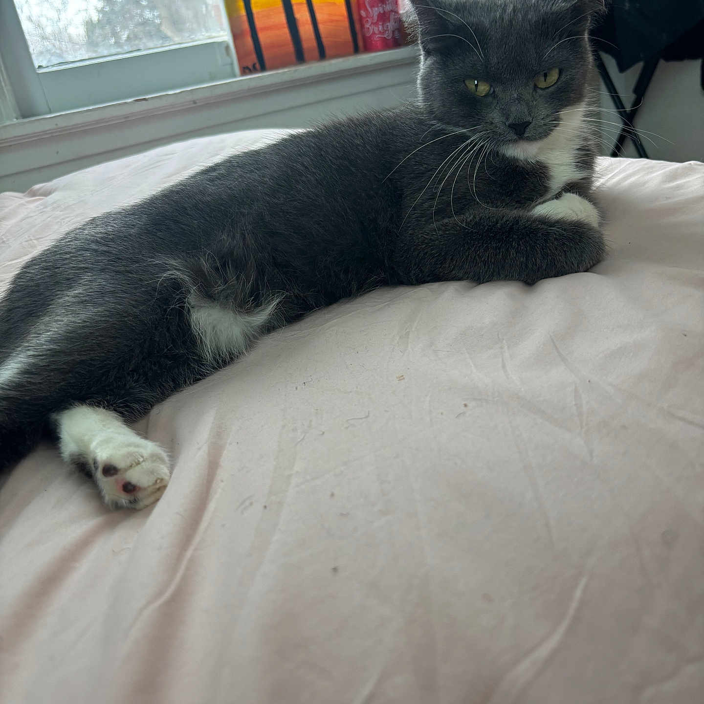 Missy
