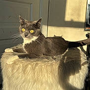Missy joined the competition — help win amazing prizes! cat, gray_cat, white_chest, yellow_eyes, whiskers, furry, pet, animal, lying_down, lounging, fluffy_bed, indoor, sunlight, dramatic_lighting, portrait, close_up, door, wall, shadow, home