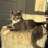 cat, gray_cat, white_chest, yellow_eyes, whiskers, furry, pet, animal, lying_down, lounging, fluffy_bed, indoor, sunlight, dramatic_lighting, portrait, close_up, door, wall, shadow, home
