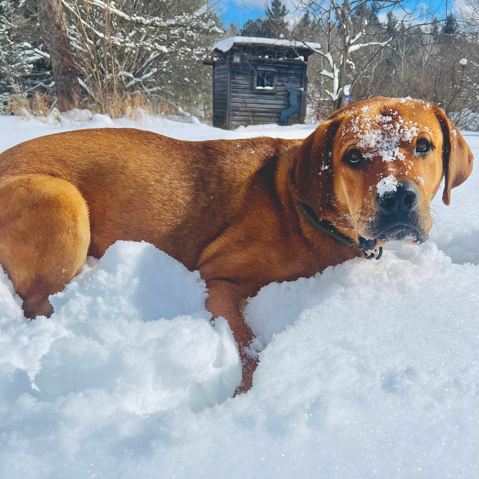 Clifford is registered to the contest to win money with this photo: animal, architecture, blizzard, building, cabin, canine, countryside, dog, hound, house, housing, hut, nature, outdoors, pet, rural, shelter, snow, storm, winter