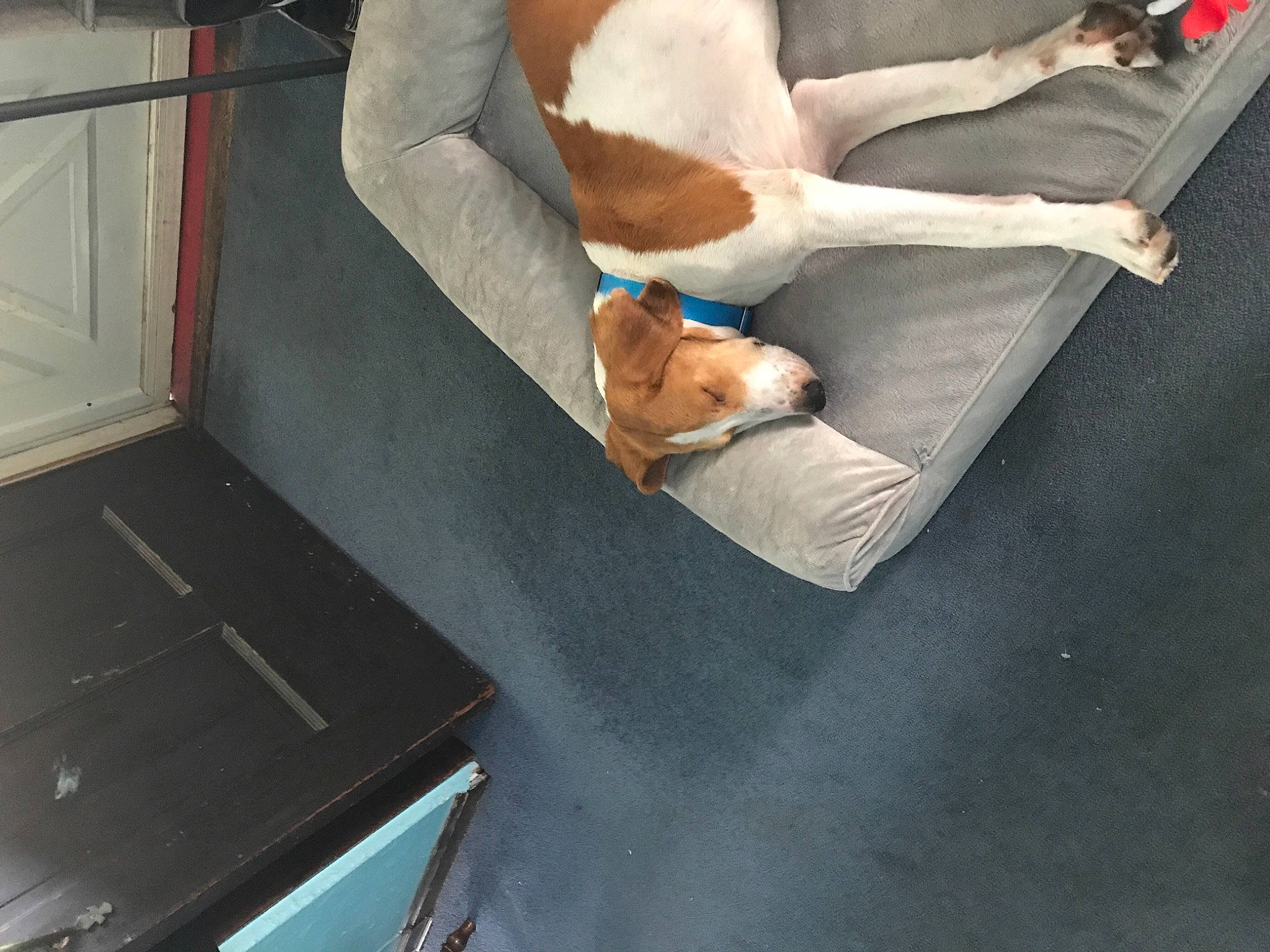 Cooper joined the competition — help win amazing prizes! beagle, canidae, carnivore, dog, dog_breed, fawn, foot, sporting_group